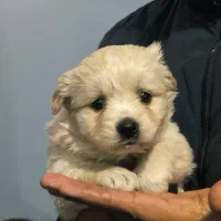 توله پامر پیکینیز