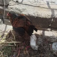 سه عدد مرغ و یک عدد جوجه فروشی