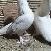 کبوتر نوک ریز، جوجه