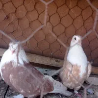 کبوتر مخمل