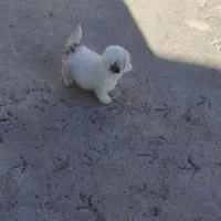 سگ شناسنامه دار