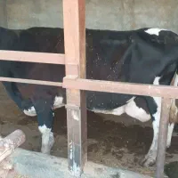 یک عدد گاو چاق هم گوشتی هم داشتی