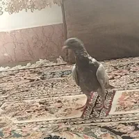 کبوتر|پرنده|فردوس (خراسان), |دیوار