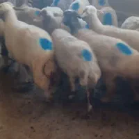 گوسفند‌وبره