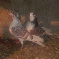 کبوتر