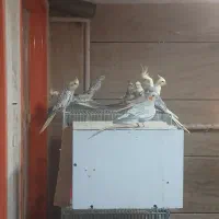 ۲۲ تا عروس هلندی به فروش میرسد