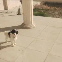 واگذاری سگ نژاددار