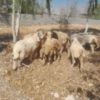 فروش ۵۶ راس بره نر ترکی کل دنبه جفتی ۸۰ کیلو