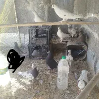 تعدادی کبوتر