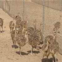 گوشت گرم شترمرغ کشتار روز (۶۰۰)