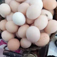تخم مرغ