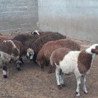 ۸ راس بره نر،میش بز