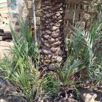 پاجوش نخل بلیانی
