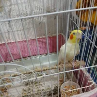عروس هلندی