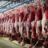 گوشت گوساله (پخش عمده)