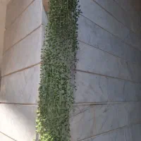 انواع گل