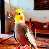 طوطی