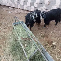 بزغاله و بره