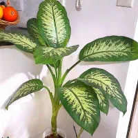 گلهای طبیعی اکسیژن ساز در حال رشد