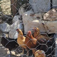 جوجه مرغ و خروس