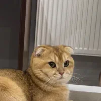 اسکاتیش گلدny12