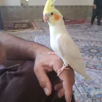 عروس هلندی نر سخنگو و ماده رام