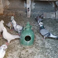 کبوتر
