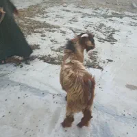 کهر نر