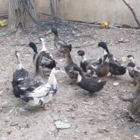 اردک محلی