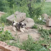 سگ نژادپاک دل