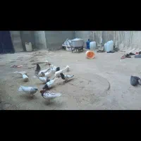 کبوتر
