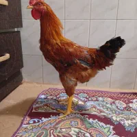 خروس جوون