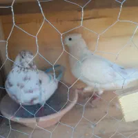 کفتر ماده و نر