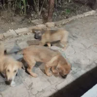 سگ نگهبان نژاد خوبی دارن