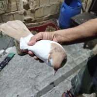 کفتر