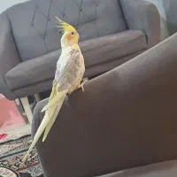 عروس هلندی با قفس لوازم