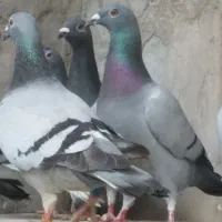 ۱۰ تا ماده پلاکی اصلی