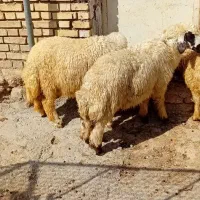 بره نر