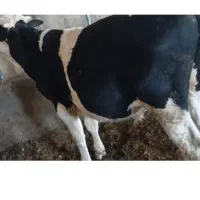 گوساله