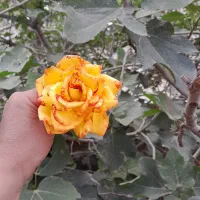 گل مصنوعی|گل مصنوعی|ایلام, |دیوار