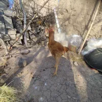 جوجه لاری 5ماهه