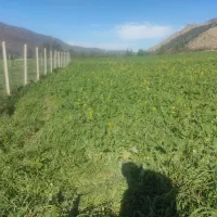 زمین باغی