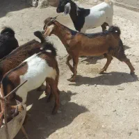 هشت عدد کهره نر