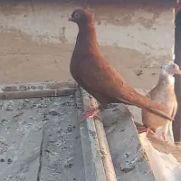 کفتر کبوتر پرشی