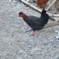 جفت مرغ تخمی محلی