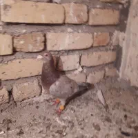 کفتر هفرنگ