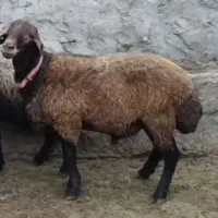 بره قوچ همو دودندان شیشک
