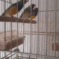 فروش فنچ گلدین