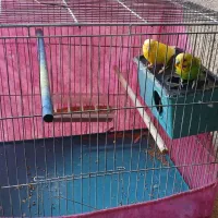 یک جفت مر غ عشق بالغ