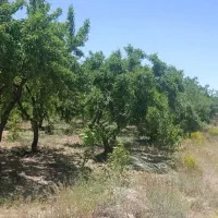 باغ-در-روستای-صادق-اباد-5کیلو-متر-قبل-از-مارکده
